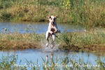 CahokiaCreek 145.jpg