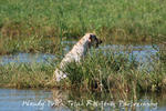 CahokiaCreek 155.jpg